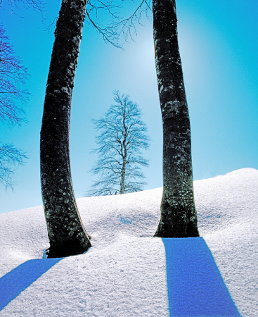 A winter picture in blue and white.