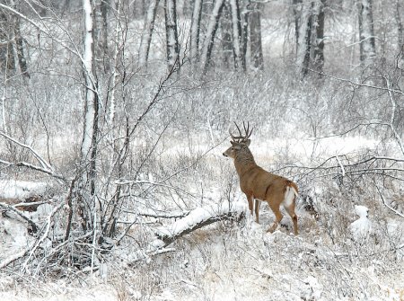 The Winter Buck