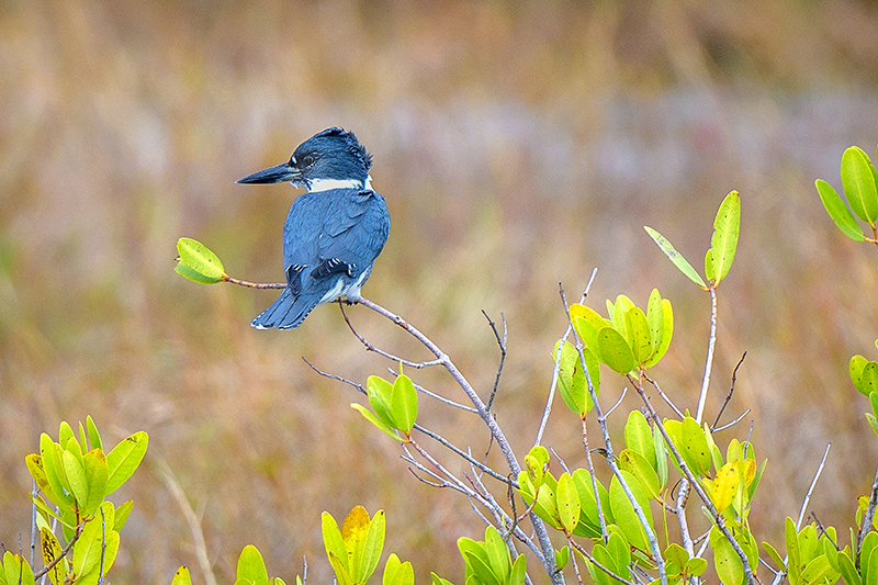 Kingfisher 1 - ID: 15784203 © Donald R. Curry