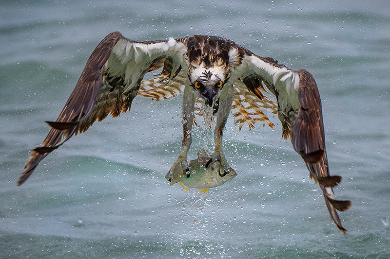 Osprey 19 - ID: 15784205 © Donald R. Curry