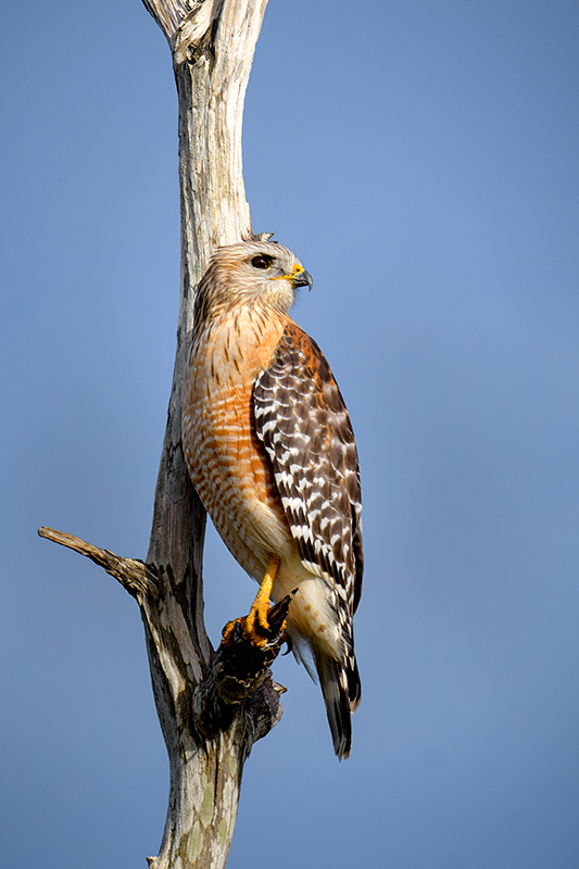 Red Shoulder Hawk 1 - ID: 15784206 © Donald R. Curry