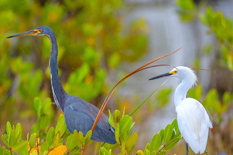 Tri-colored Heron and Egret - ID: 15784209 © Donald R. Curry