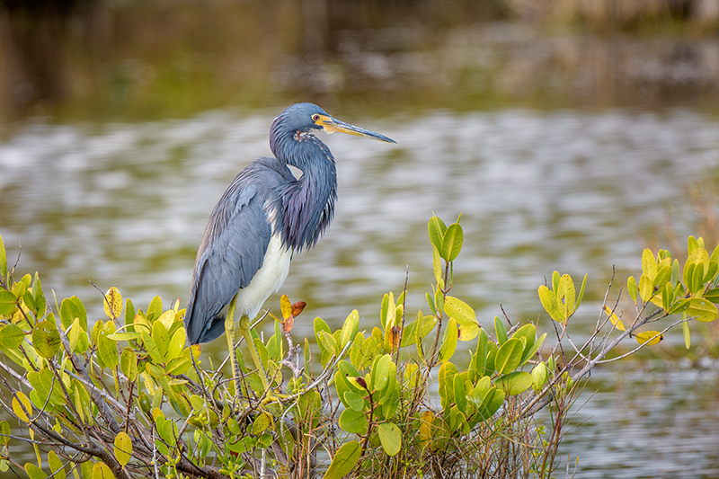 Tri-colored Heron - ID: 15784210 © Donald R. Curry