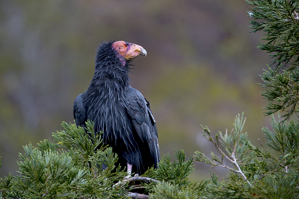 California Condor along the Big Sur Coast