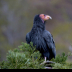 © Peggy J. Sells PhotoID# 15784215: California Condor along the Big Sur Coast