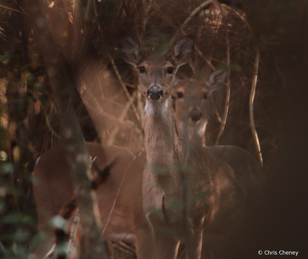 Two Young Doe