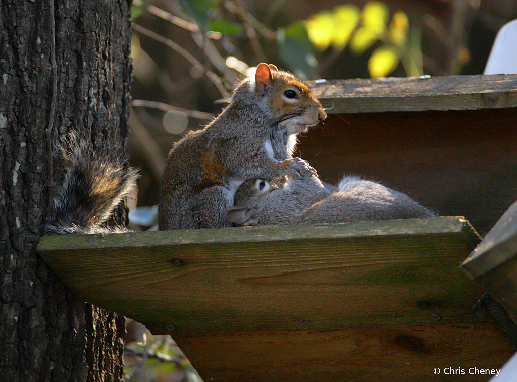 Say Uncle! Two squirrels on old feeder