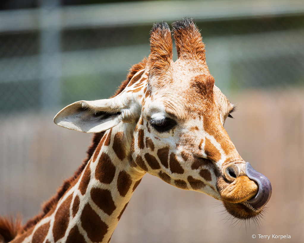 Reticulated Giraffe - ID: 15784341 © Terry Korpela