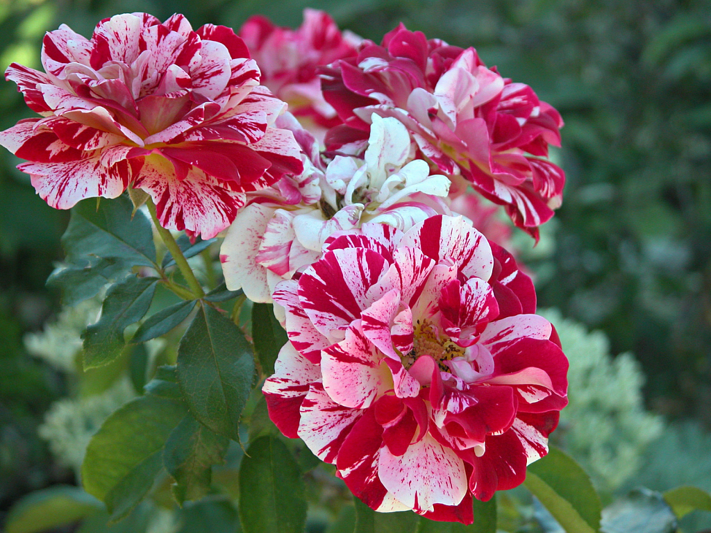 George Burns Floribunda Roses - ID: 15784359 © Kathleen McCauley