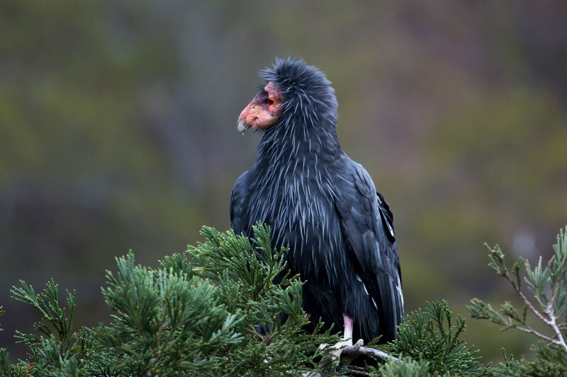 Condor - ID: 15784360 © Peggy J. Sells