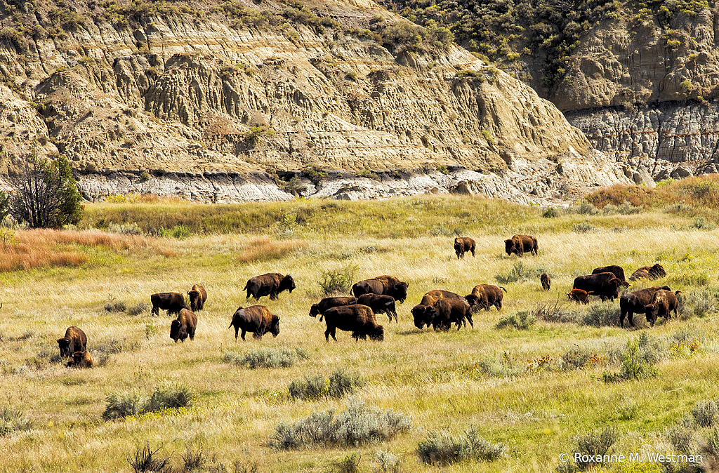 Bison in the Theodore Roosevelt National Park
