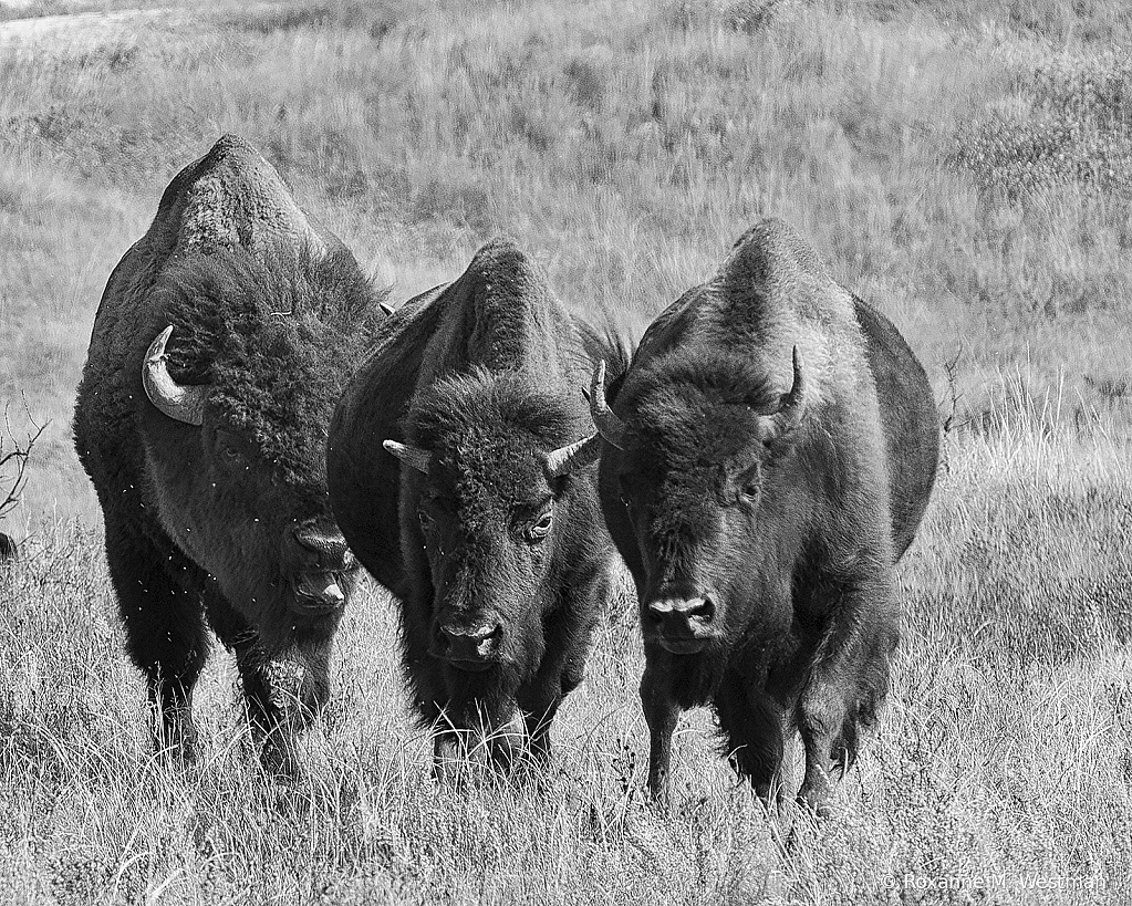 Powerful American Bison black and white - ID: 15784947 © Roxanne M. Westman