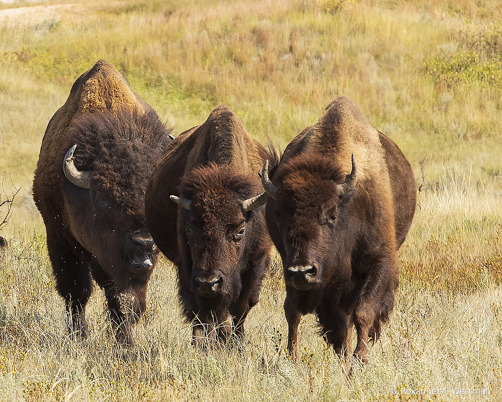 Powerful American bison