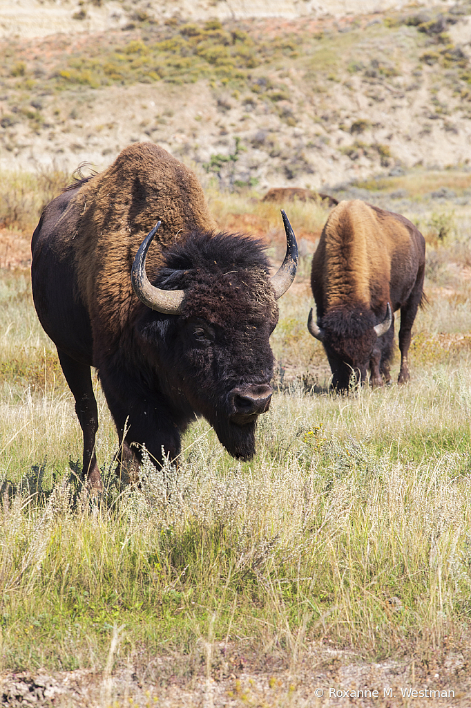 American bison - ID: 15784949 © Roxanne M. Westman