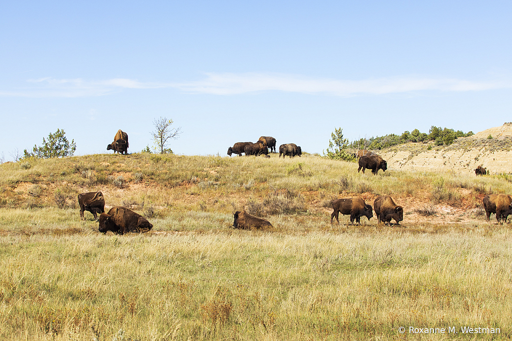 Bison in the badlands - ID: 15784958 © Roxanne M. Westman