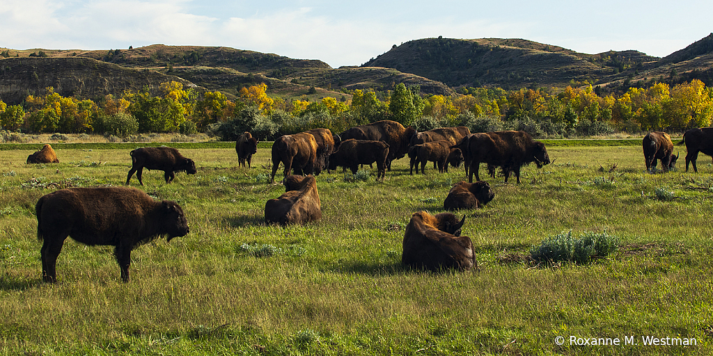 Bison herd in the TRNP in the autumn - ID: 15784959 © Roxanne M. Westman