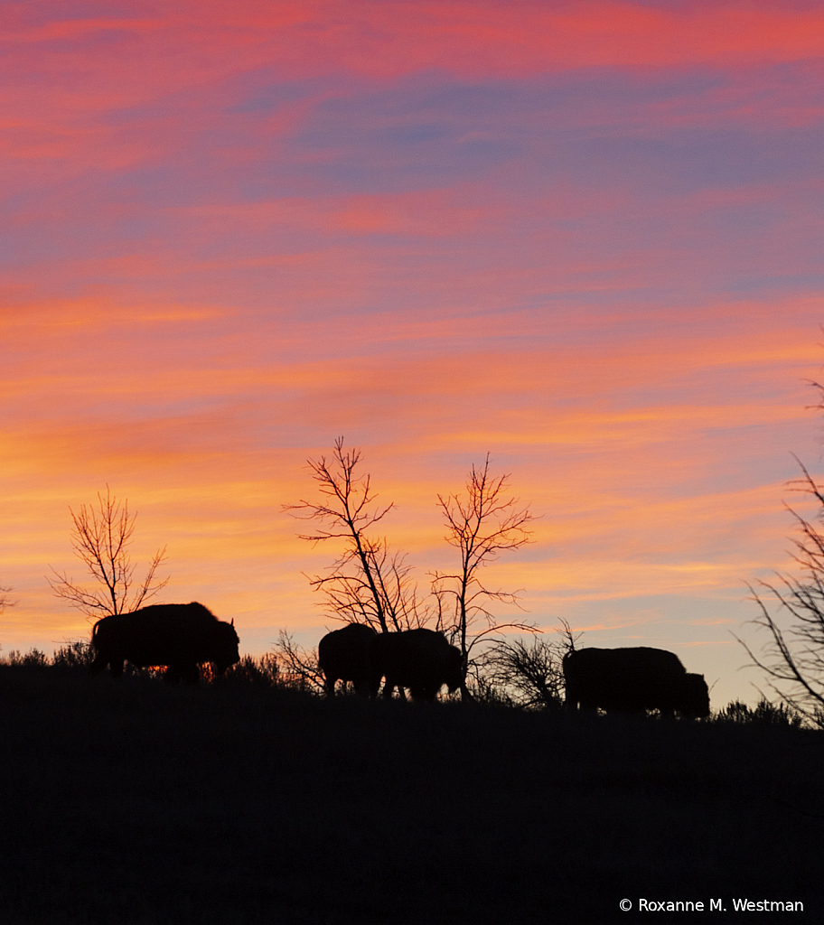 Bison at sunset - ID: 15784965 © Roxanne M. Westman