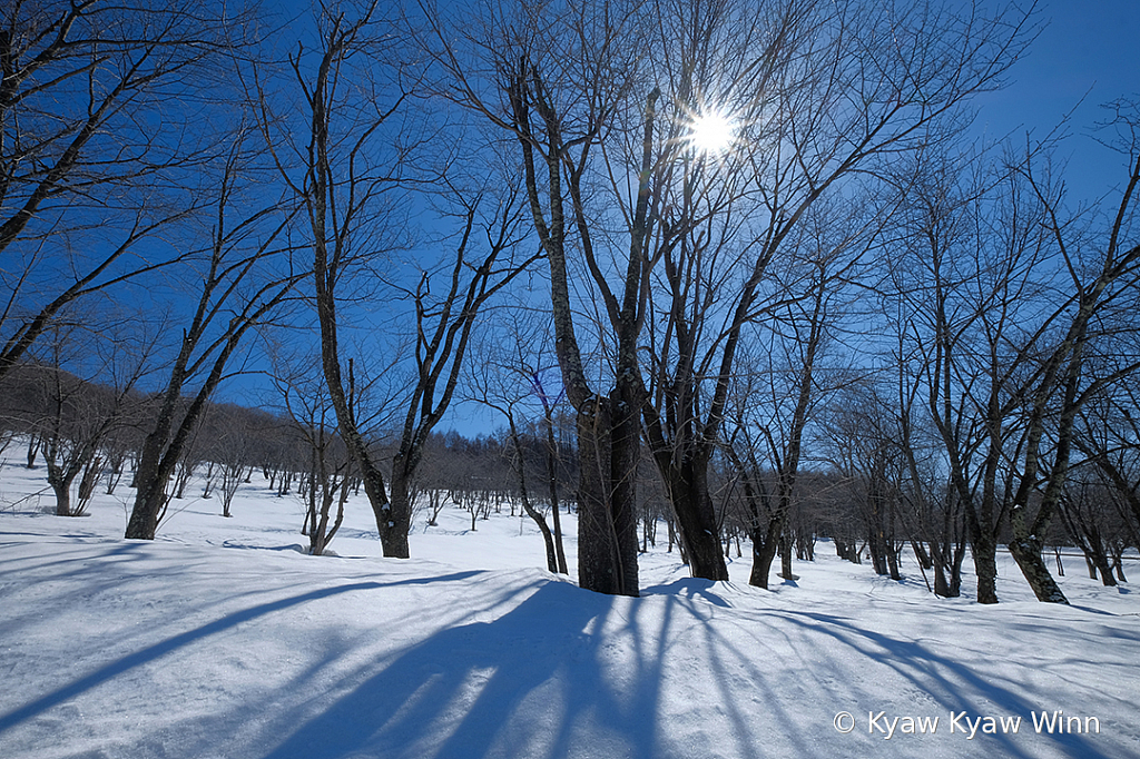 The Shadows of Tree