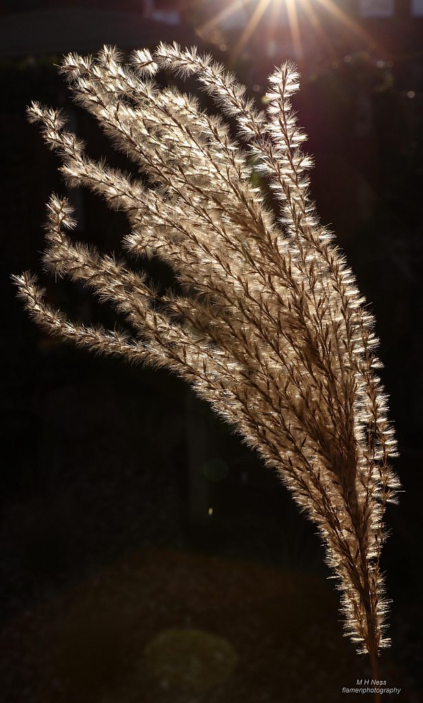 Sway - ID: 15784853 © Melvin Ness