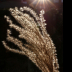 Sway - ID: 15784853 © Melvin Ness