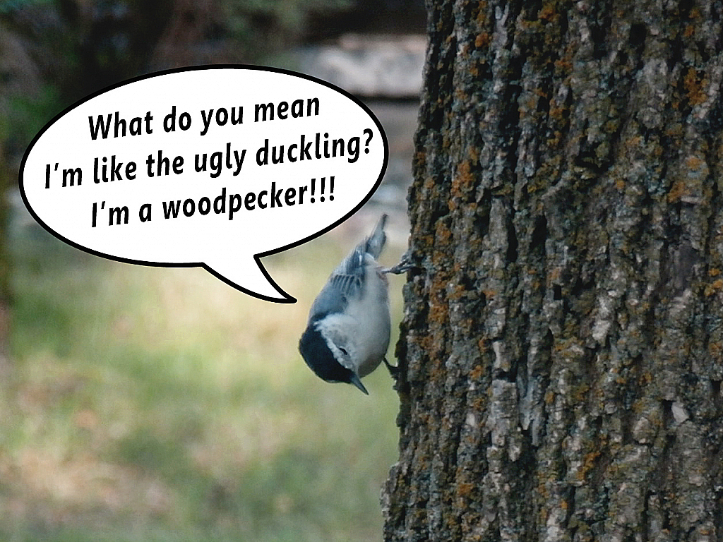 Woodpecker wannabe nut nut
