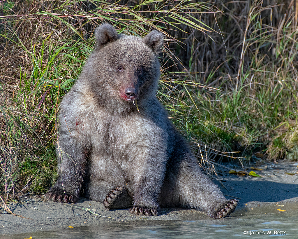 Baby Brown Bear