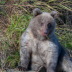 © James W. Betts PhotoID # 15785074: Baby Brown Bear