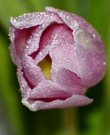 Budding Pink Tulip