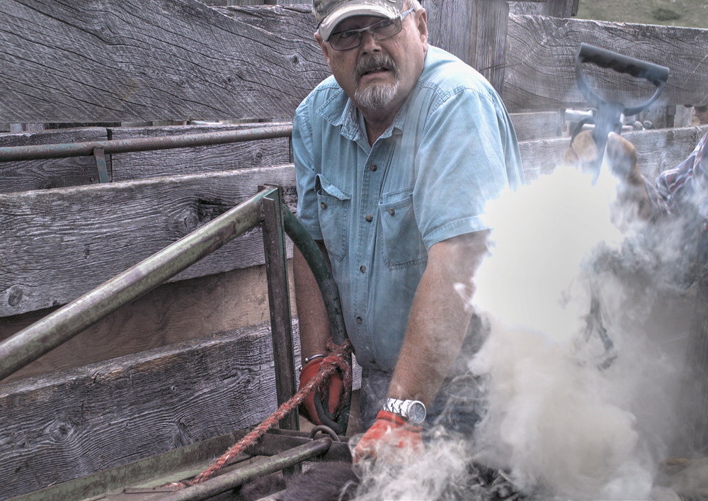 At the Calf Branding Chute 