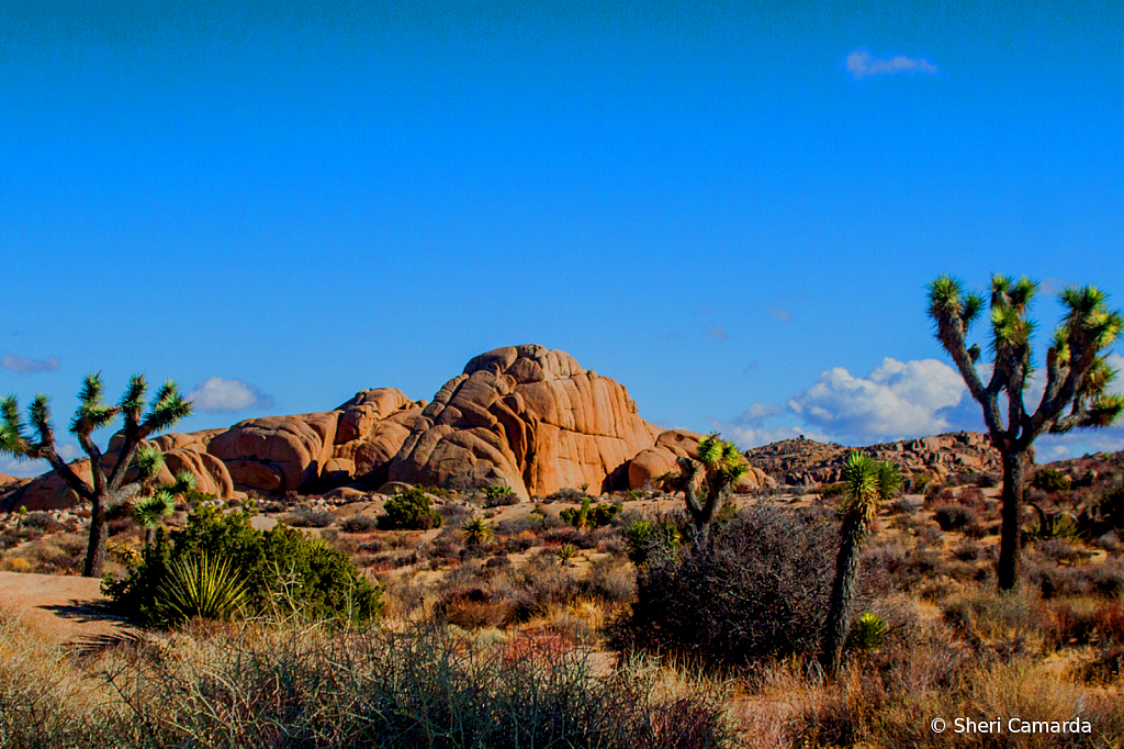 Desert Beauty - ID: 15785222 © Sheri Camarda