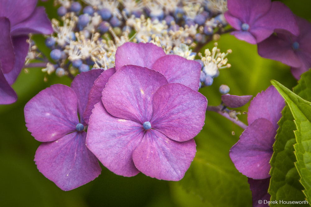 Sargent Hydrangea