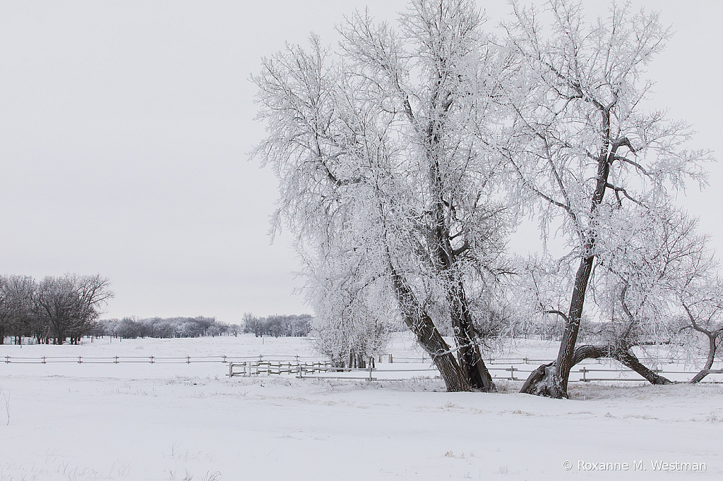 Snow beauty - ID: 15785378 © Roxanne M. Westman