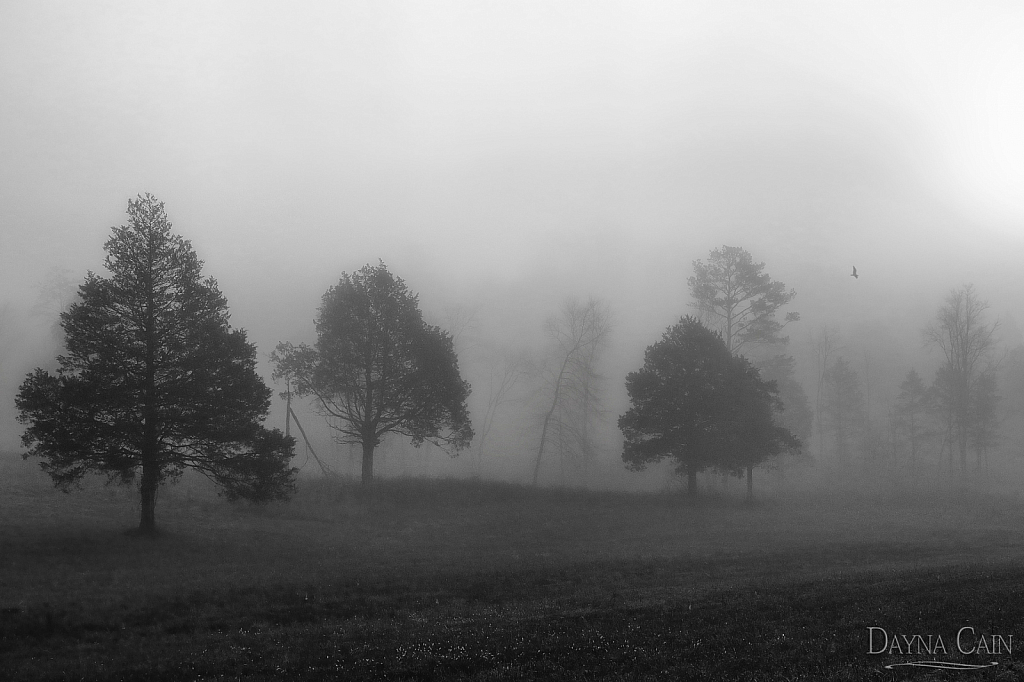 In The Misty Morning