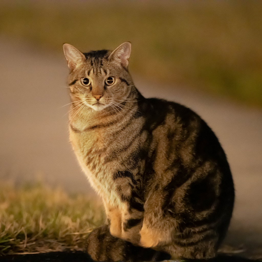 The Feral Cat Under the Full Moon