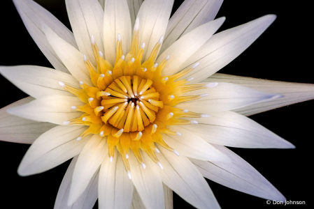 Water Lily Macro 9-11-19 186