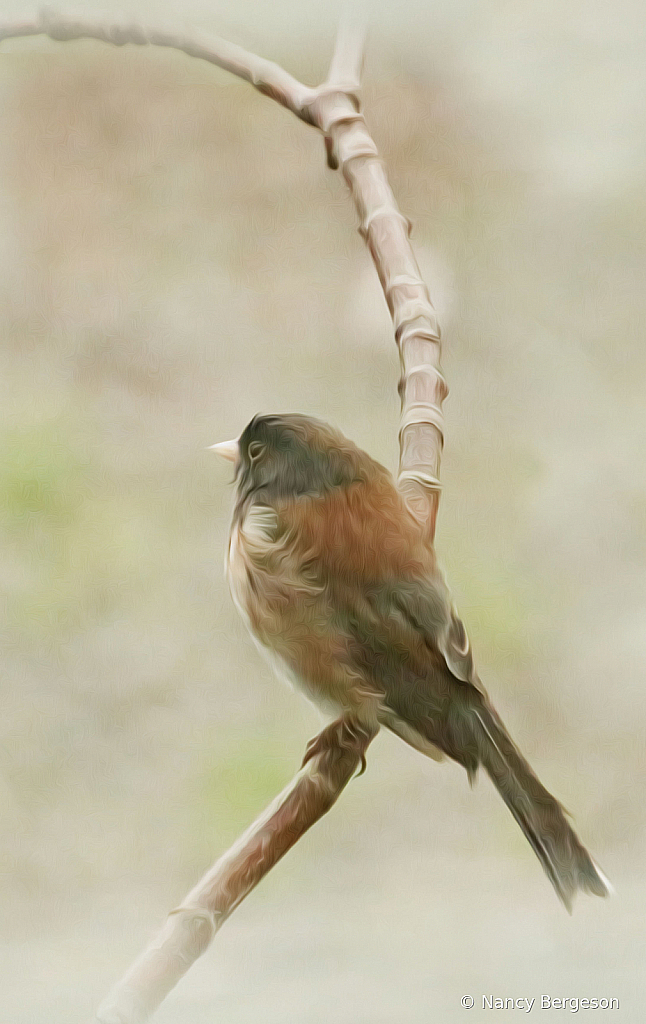 Painted Junco