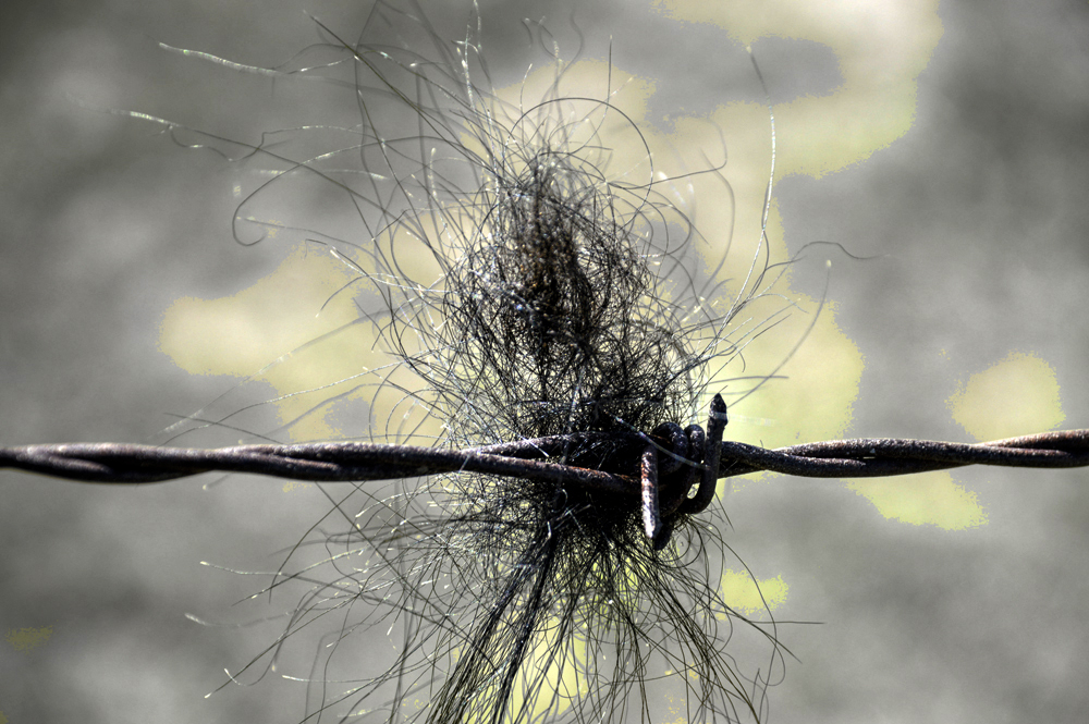 Cattle Hair on Rusted Barb