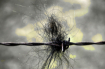 Cattle Hair on Ru...