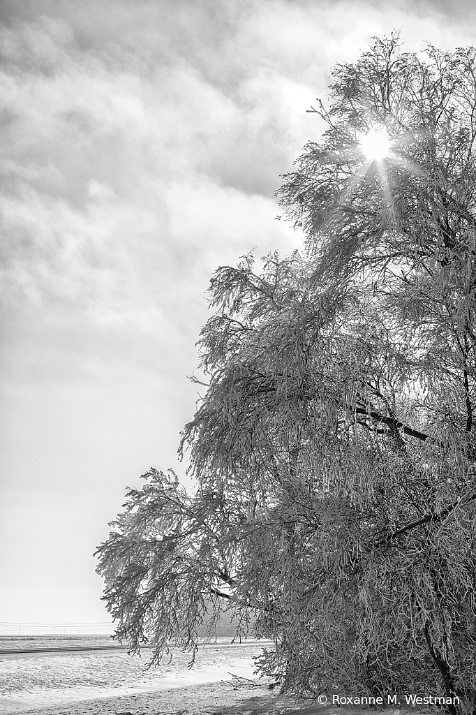 Shining through the frost - ID: 15785583 © Roxanne M. Westman