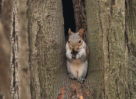 Little Man in the Tree