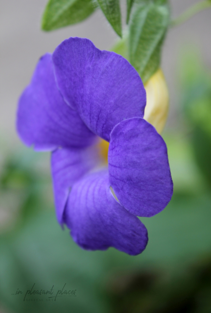 Blue Clock Vine