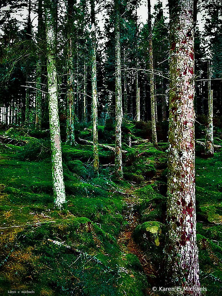 Argyll Forest - ID: 15785774 © Karen E. Michaels