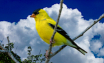 male goldfinch