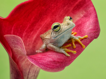 Green Eyed Frog