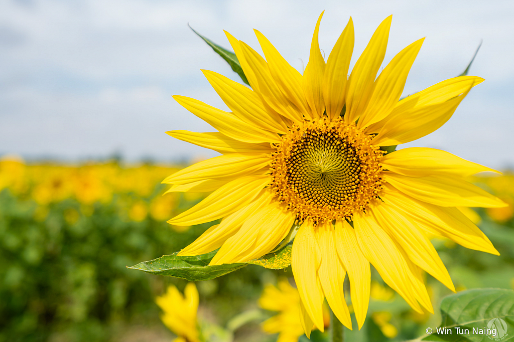 Sunflowers