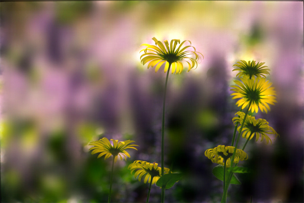 Yellow Daisies