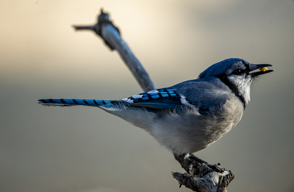 Blue Jay