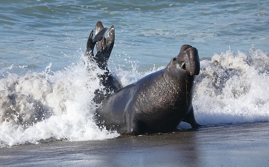 Elephant Seal