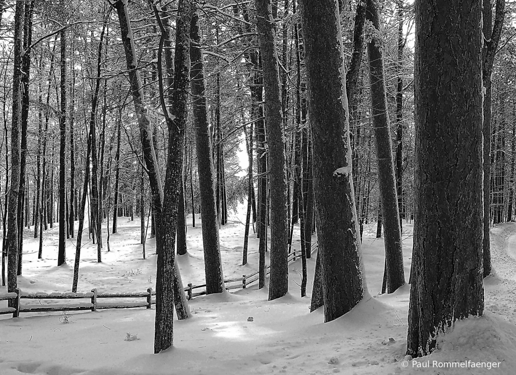 Forest Snow