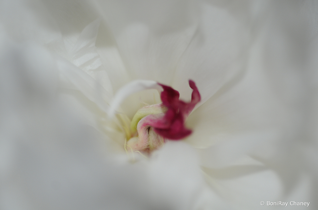 My Flower Collection - ID: 15786092 © BoniRay Chaney